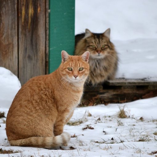 Jak můžete pomoci toulavým kočkám během zimních měsíců