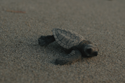 Pomozte zachránit mořské želvy před vyhynutím